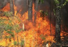 Photo of В Новосибирской области ужесточат меры борьбы с поджигателями травы