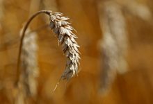 Photo of Урожаи зерновых во Франции страдают из-за того, что жаркий период усугубляет засуху
