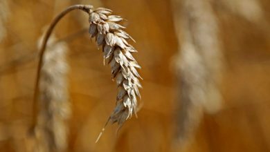 Photo of Урожаи зерновых во Франции страдают из-за того, что жаркий период усугубляет засуху