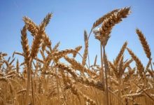 Photo of Мировой урожай пшеницы сократится впервые за четыре года, прогнозируют в США