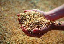 Photo of Индия не намерена отменять запрет на вывоз пшеницы