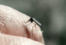 Photo of Спрос на средства от комаров в России в июне взлетел в десятки раз