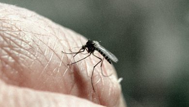 Photo of Спрос на средства от комаров в России в июне взлетел в десятки раз