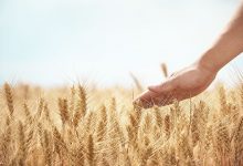 Photo of «СовЭкон» повысил прогноз по экспорту пшеницы из России