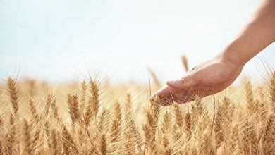 Photo of «СовЭкон» повысил прогноз по экспорту пшеницы из России