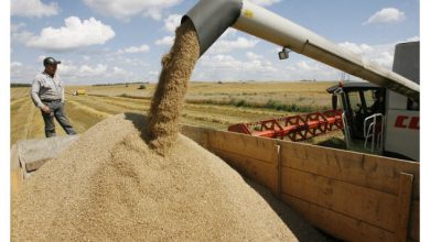 Photo of В России изучают пересмотр формулы пошлины на экспорт зерна