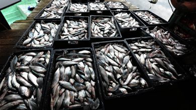 Photo of Экспорт российской рыбной продукции за четыре месяца вырос на 30,8%
