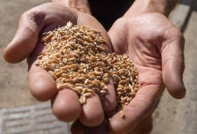 Photo of На Украине назвали сроки начала экспорта зерна