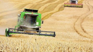 Photo of Евросоюз в июне способствовал экспорту 2,5 миллиона тонн зерна с Украины