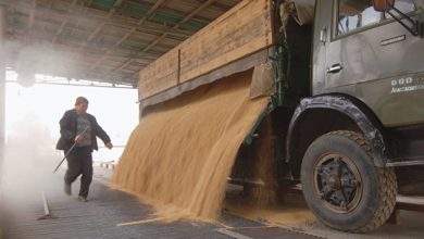 Photo of Сербия поместит в резерв 131 тысячу тонн пшеницы