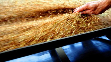 Photo of В FAO заявили, что помогут Украине в хранении зерна