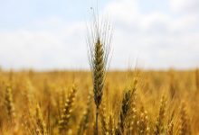 Photo of Биржевые цены на пшеницу восстанавливаются