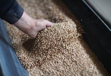 Photo of Объем закупок зерна в госфонд составил 8,1 тысячу тонн 1 сентября