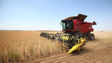 Photo of Пошлина на экспорт пшеницы снизится с 12 октября