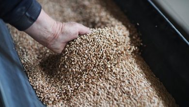 Photo of Фермеры предложили кратно увеличить закупки зерна в госфонд