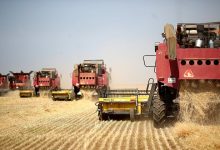 Photo of На Кубани собрали рекордный урожай пшеницы