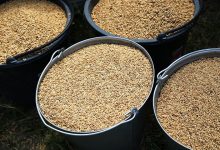 Photo of Урожай риса и гречки покроет внутренние потребности России, считает эксперт