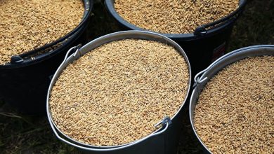 Photo of Урожай риса и гречки покроет внутренние потребности России, считает эксперт