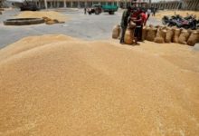 Photo of В 2023 году в Индии ожидается рекордный урожай пшеницы