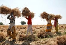 Photo of Урожай пшеницы в Индии может побить рекорд