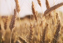 Photo of Засуха может уничтожить урожай пшеницы в США