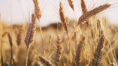 Photo of Засуха может уничтожить урожай пшеницы в США