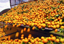 Photo of Апельсиновый сок на вес золота: цены на цитрусовые взметнулись