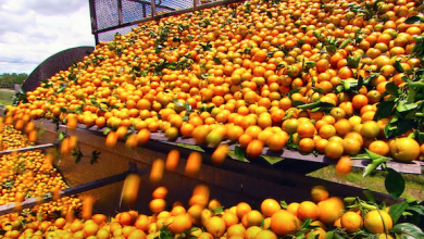 Photo of Апельсиновый сок на вес золота: цены на цитрусовые взметнулись