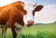 Photo of Борьба с коровьей отрыжкой, оказывается, прибыльный, популярный и очень актуальный в повестке ESG бизнес