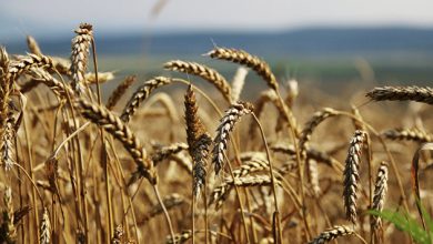 Photo of Поставки пшеницы из России в Египет увеличились