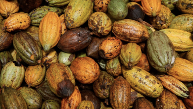 Photo of Шоколад стоит дорого — дело в ценах на какао