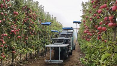 Photo of Будущее наступило: рой дронов с ИИ собирает спелые яблоки с помощью присосок