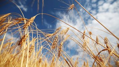 Photo of Пошлина на экспорт пшеницы с 26 июля снизится до 2712,1 рубля за тонну