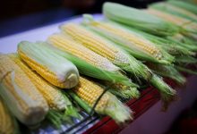 Photo of Пшеница, соя и кукуруза в США  выросли