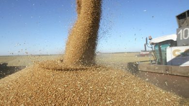 Photo of В Кремле заявили об остановке зерновой сделки