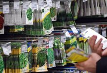 Photo of Производитель семян «Сингента» повысит цены на свою продукцию в России