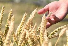 Photo of Зеленский заявил о готовности Греции экспортировать зерно из Украины
