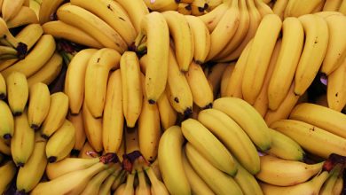 Photo of В Казахстане начали выращивать бананы в промышленных масштабах