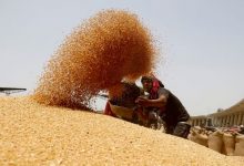 Photo of Запасы пшеницы в Индии упали до 7-летнего минимума после рекордной государственной продажи